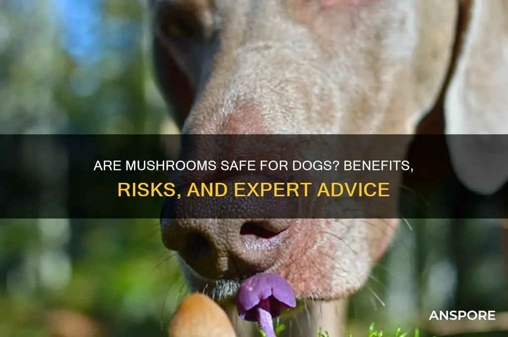 is mushrooms good for doggies