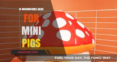 Mushrooms for Mini Pigs: Safe, Nutritious, or Harmful?
