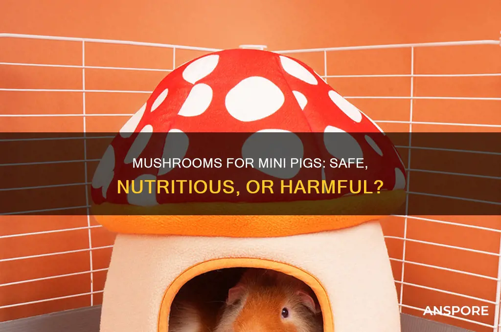 is mushrooms good for mini pigs