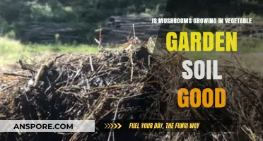 Mushrooms in Vegetable Garden Soil: Benefits or Cause for Concern?