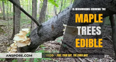 Are Mushrooms Growing on Maple Trees Safe to Eat?