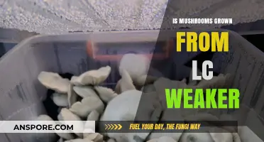 Are LC-Grown Mushrooms Weaker? Exploring Cultivation Strength Myths