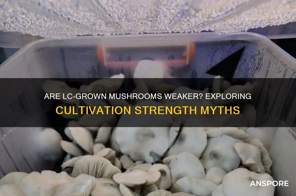 is mushrooms grown from lc weaker