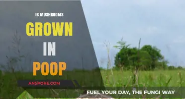 Mushroom Cultivation: Poop Power for Fungi Growth