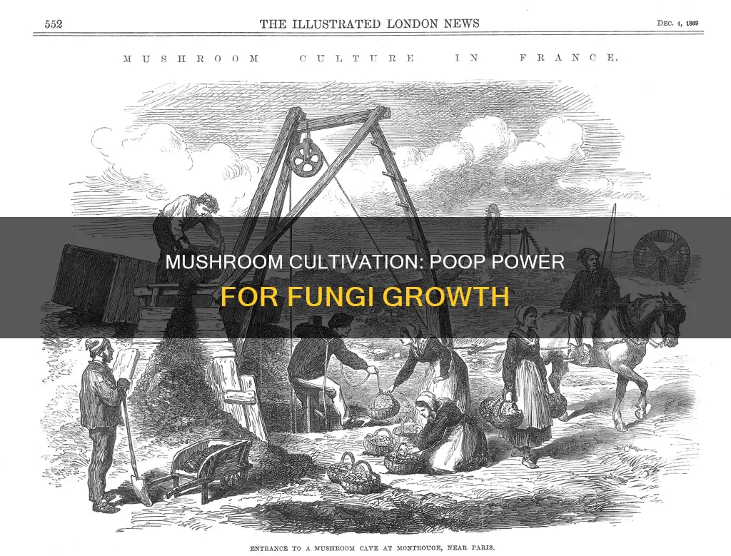 is mushrooms grown in poop