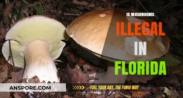 Mushroom Laws in Florida: What's the Verdict?