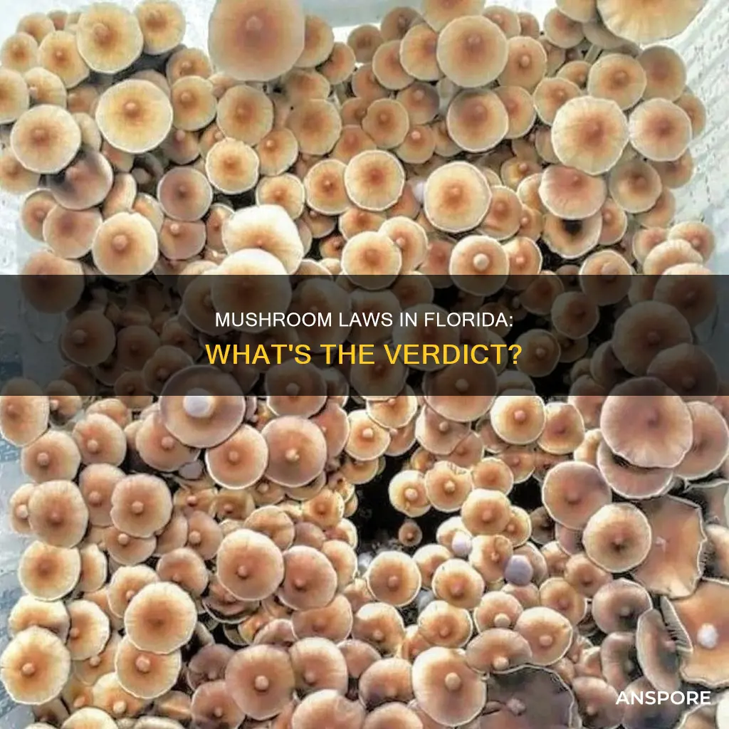 is mushrooms illegal in florida