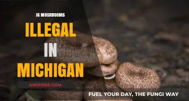 Mushroom Foraging in Michigan: What's the Legal Status?