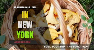Are Mushrooms Illegal in New York? Understanding the Legal Status