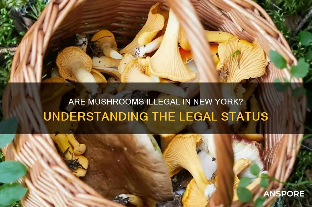 is mushrooms illegal in new york