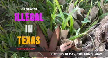 Mushroom Legality in Texas: What's the Verdict?