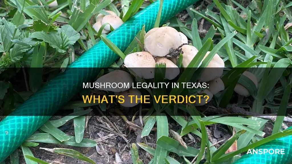 is mushrooms illegal in texas