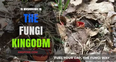 Exploring the Fungi Kingdom: Are Mushrooms Truly Part of It?