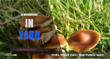 Mushrooms in Your Yard: What You Need to Know