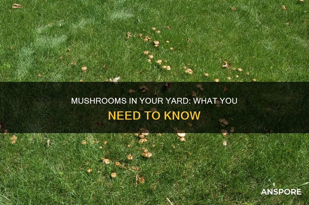 is mushrooms in yard