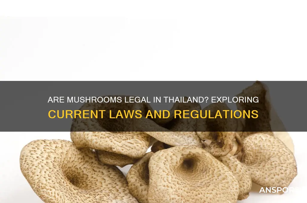 is mushrooms legal in thailand
