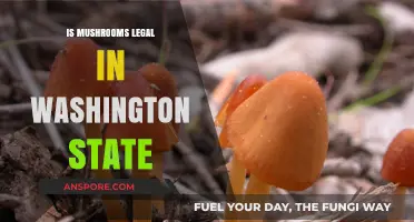 Are Mushrooms Legal in Washington State? Current Laws Explained