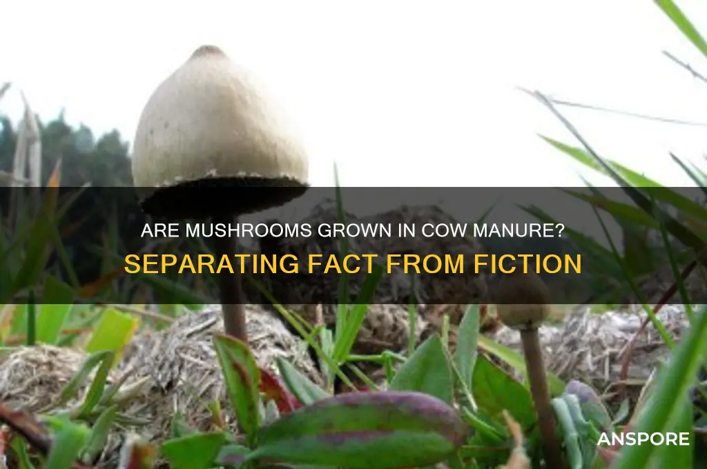 is mushrooms made from cow poop
