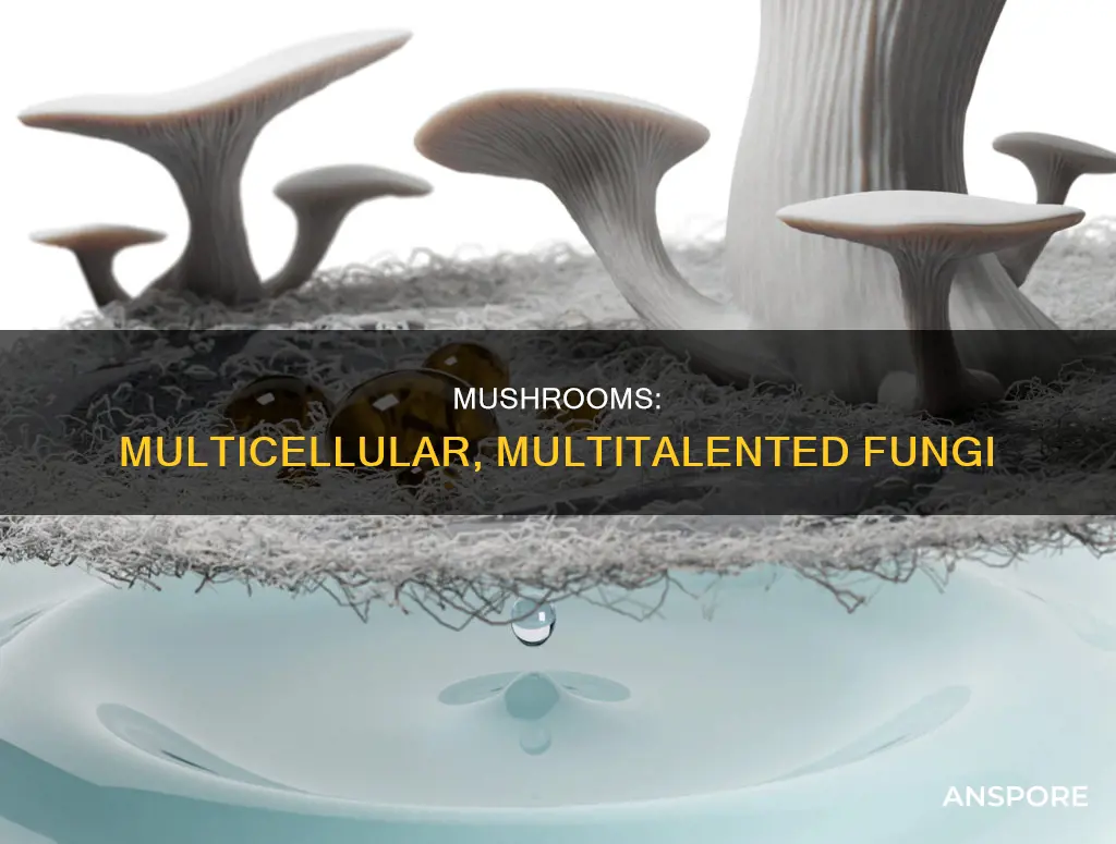 is mushrooms multicellular
