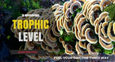 Mushrooms: Nature's Food Web Connectors