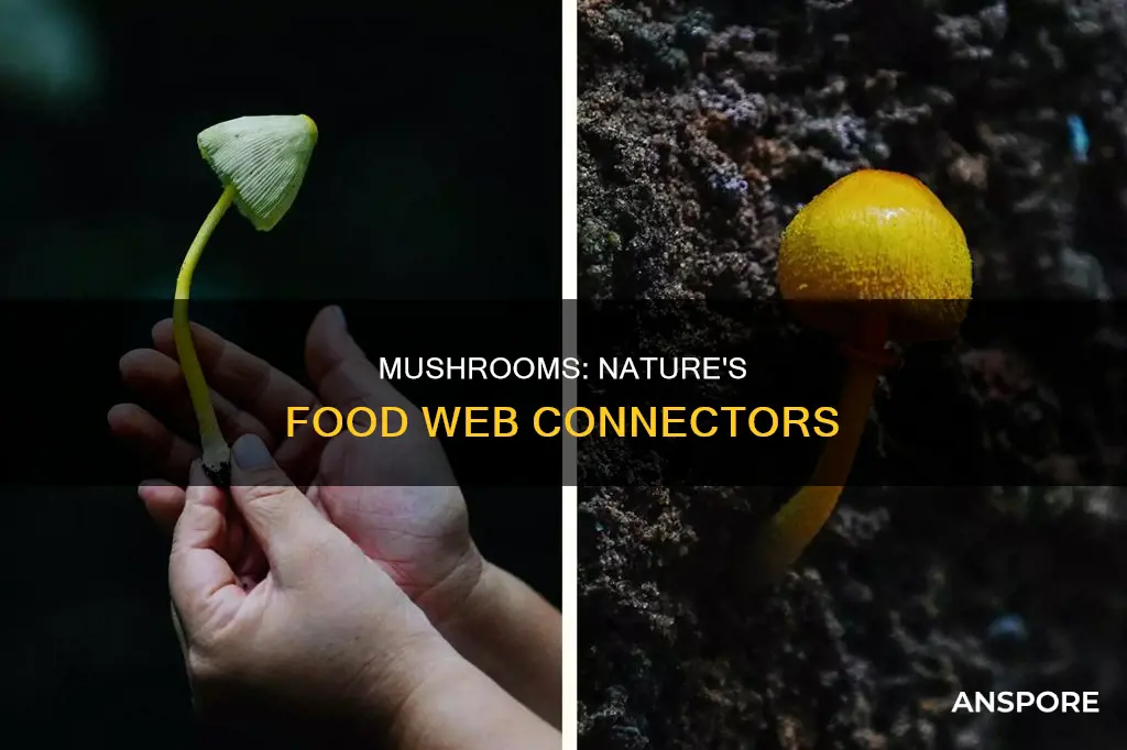 is mushrooms trophic level