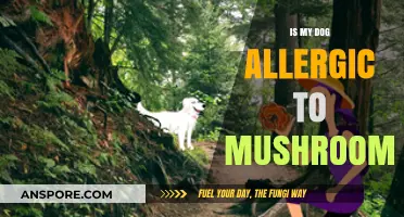 Could Mushrooms Be Causing Your Dog's Allergic Reactions? Find Out