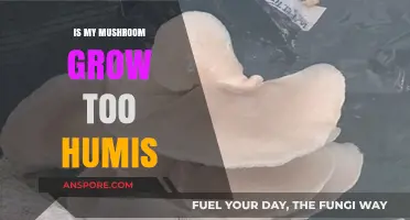 Is Your Mushroom Grow Too Humid? Troubleshooting Tips for Optimal Growth