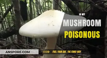 Identifying Toxic Mushrooms: How to Tell If Your Mushroom is Poisonous