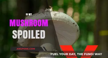 How to Tell If Your Mushroom Has Gone Bad