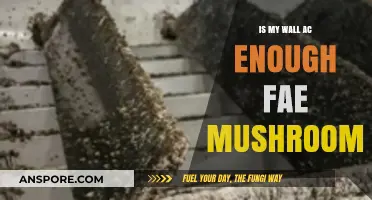 Can Your Wall AC Effectively Prevent Mold and Mushrooms in Your Home?