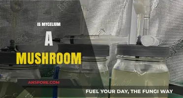 Mycelium and Mushrooms: What's the Connection?