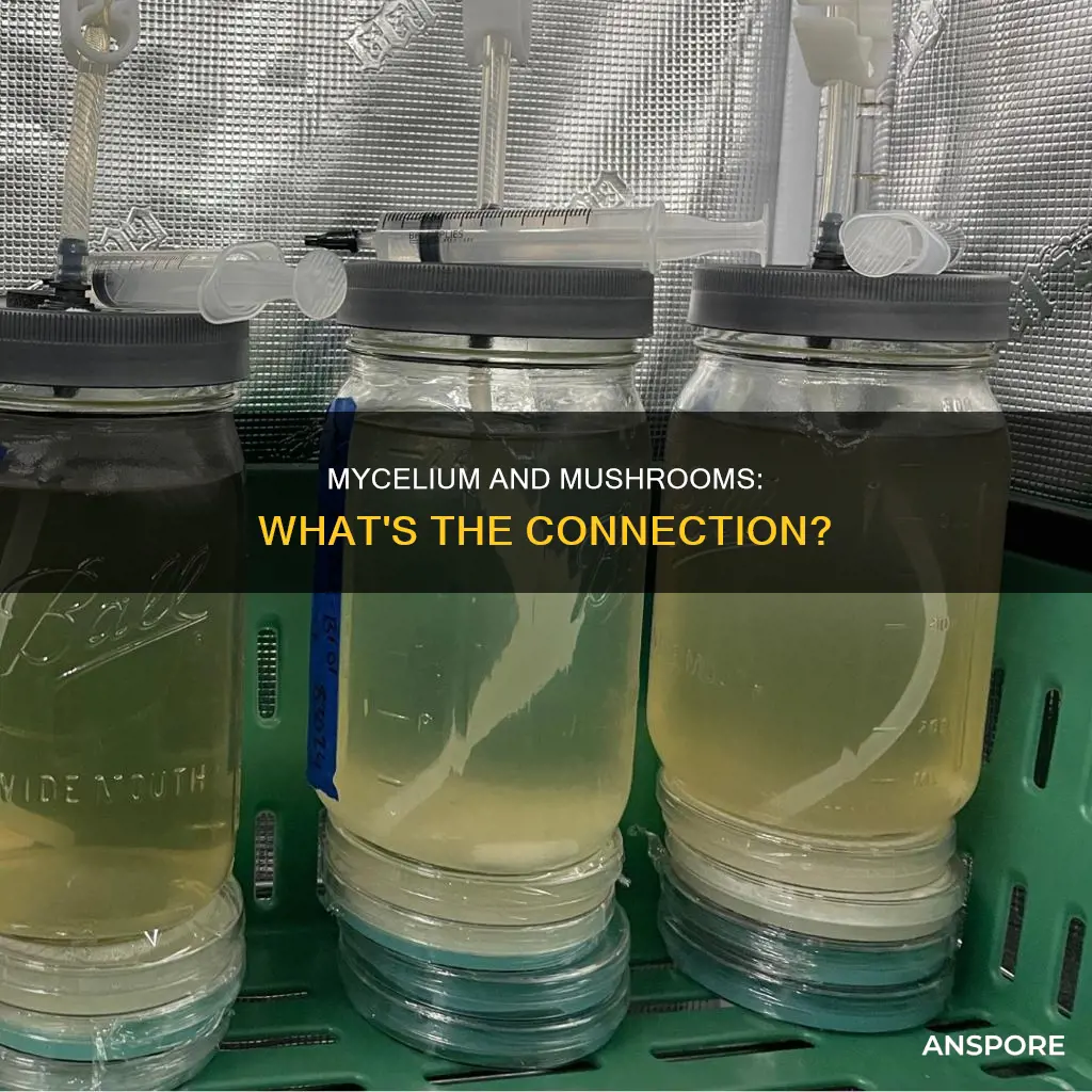 is mycelium a mushroom