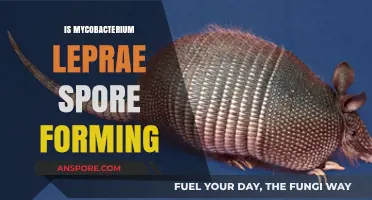 Does Mycobacterium Leprae Form Spores? Unraveling the Leprosy Bacterium's Biology