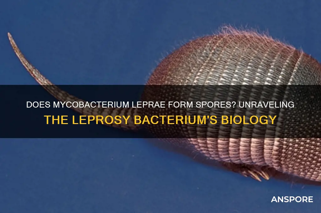 is mycobacterium leprae spore forming