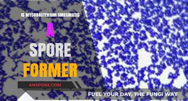 Mycobacterium Smegmatis: Spore Formation or Non-Sporulating Bacterium?