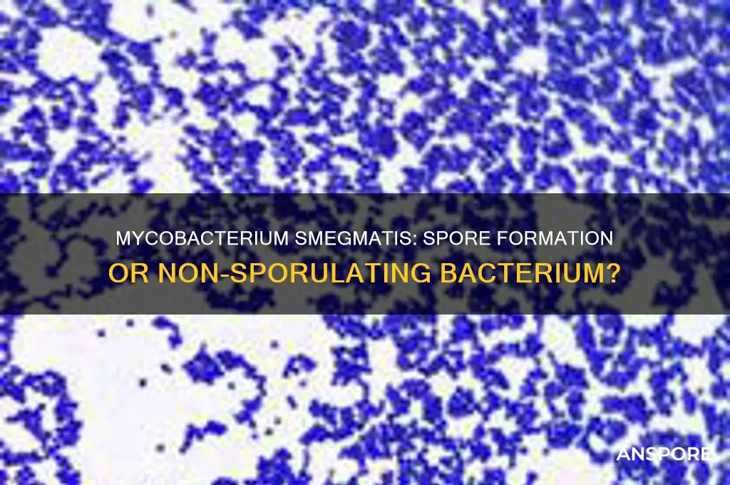 is mycobacterium smegmatis a spore former
