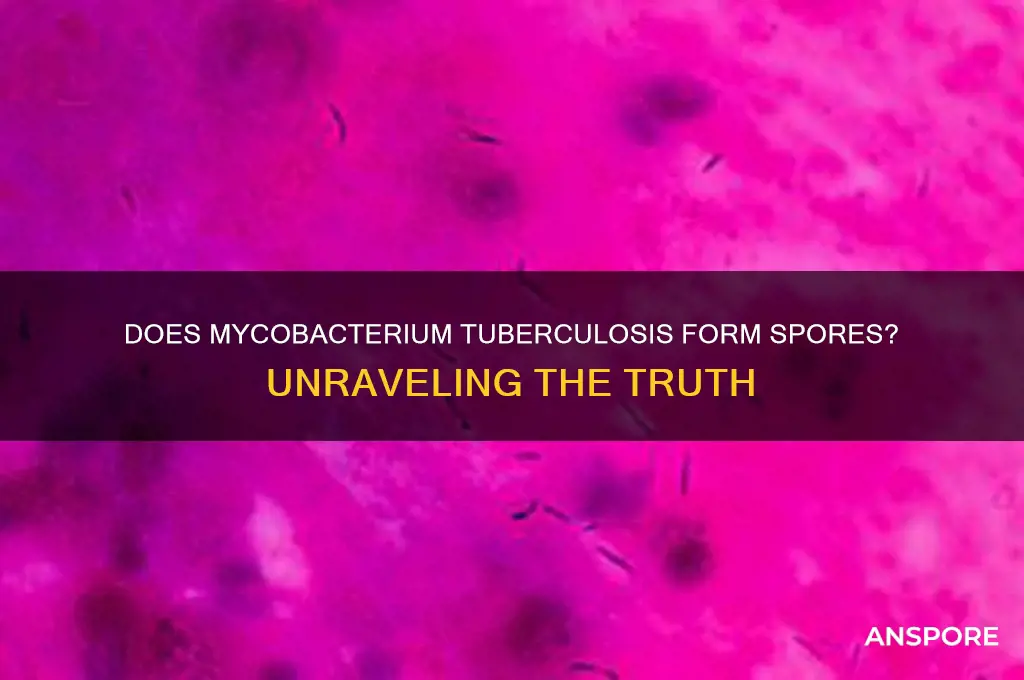 is mycobacterium tuberculosis spore forming