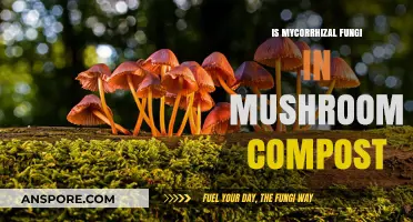 Mycorrhizal Fungi in Mushroom Compost: Benefits and Role Explained