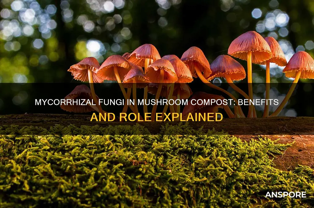 is mycorrhizal fungi in mushroom compost