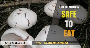 Are Non-Gill Mushrooms Edible? Safety Tips for Foragers