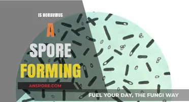 Norovirus and Spore Formation: Unraveling the Truth Behind the Myth