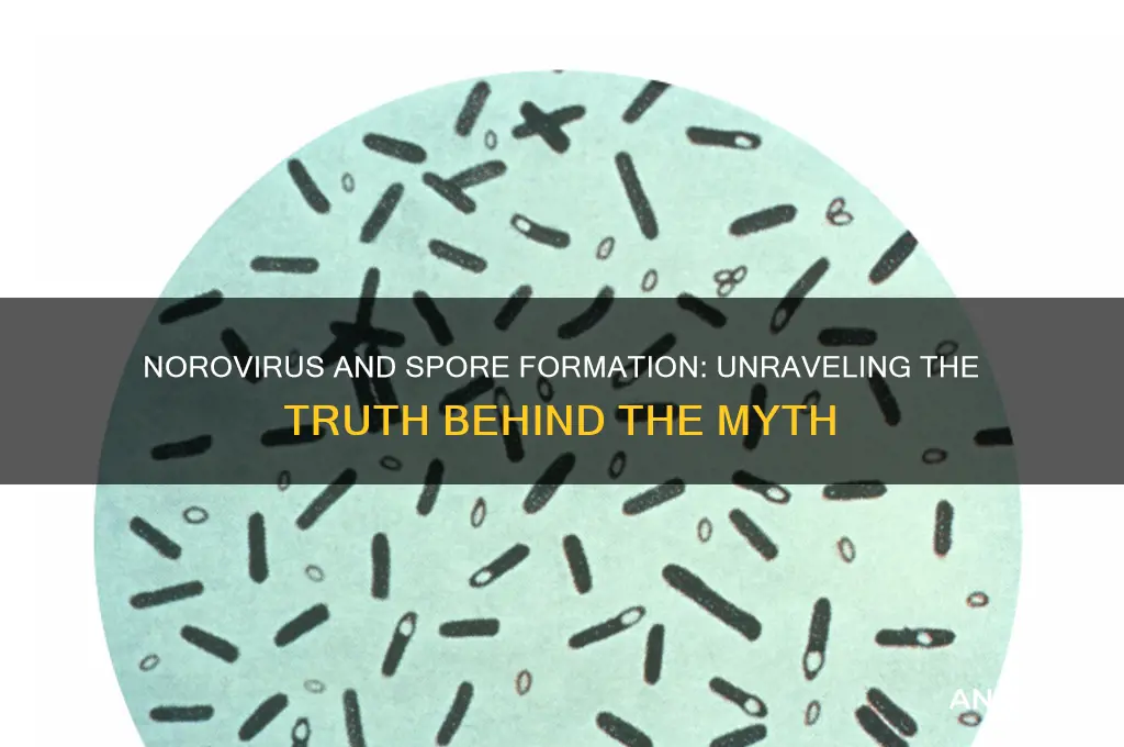 is noravirus a spore forming