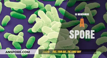 Is Norovirus a Spore? Unraveling the Truth About Its Survival