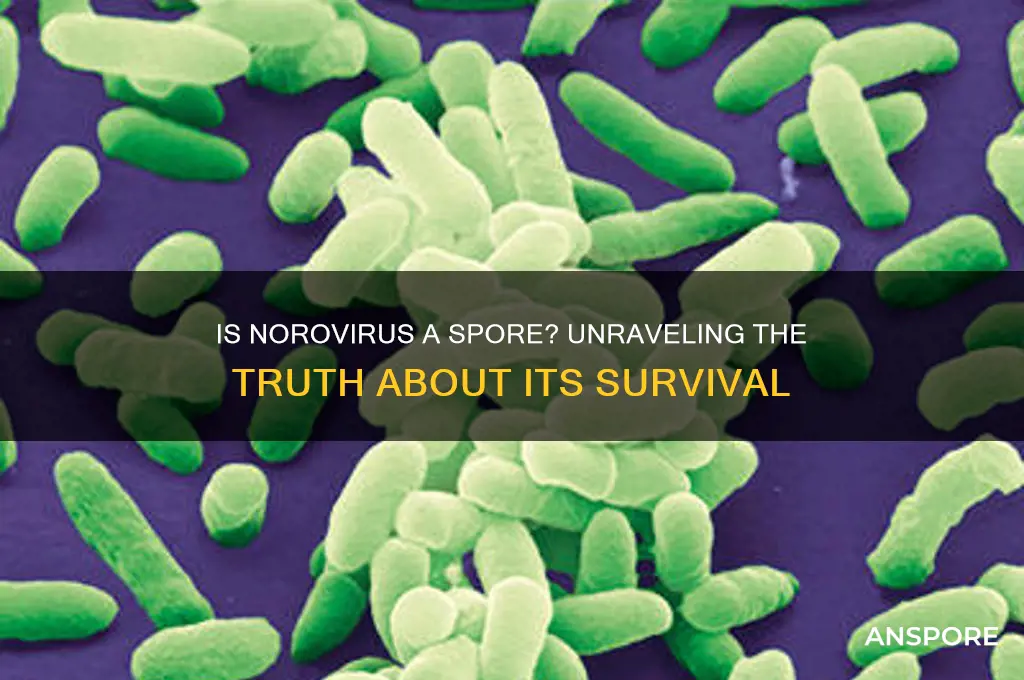 is norovirus a spore