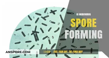 Norovirus Spore Formation: Fact or Fiction? Unraveling the Truth