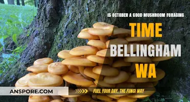 October Mushroom Foraging in Bellingham, WA: Prime Time or Miss?
