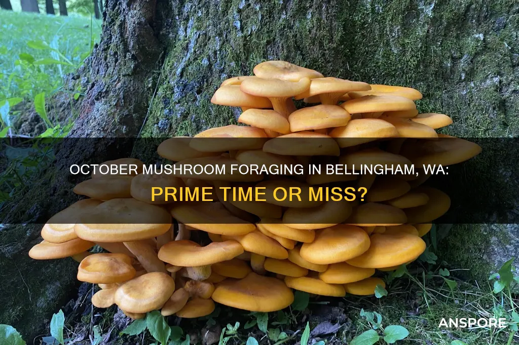 is october a good mushroom foraging time bellingham wa