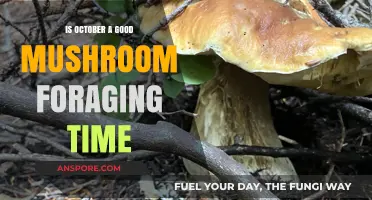 October's Mushroom Foraging Potential: A Guide to Autumn Harvests