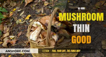 Is Odd Mushroom Thin Good? Exploring the Benefits and Risks