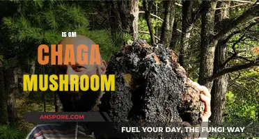 Chaga Mushroom: A Superfood with Amazing Benefits